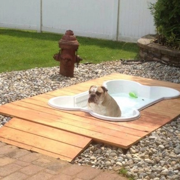 casa-ideal-piscina-perro